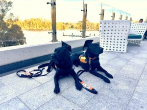 Guide Dogs WA Autism Assistance Dogs graduate