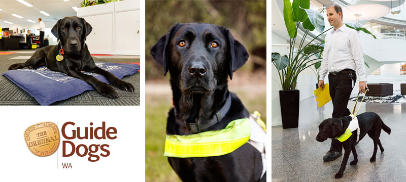 Montage of Eric with Guide Dog Sundae