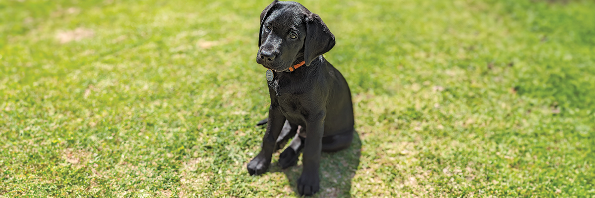Black puppy sitting on green grass