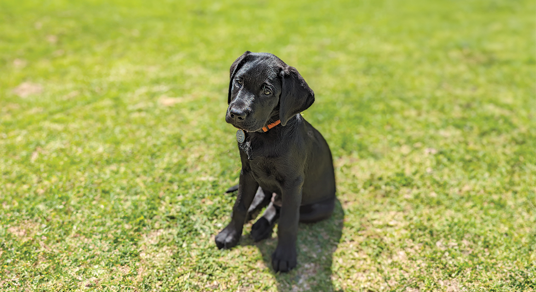 Black puppy sitting on green grass