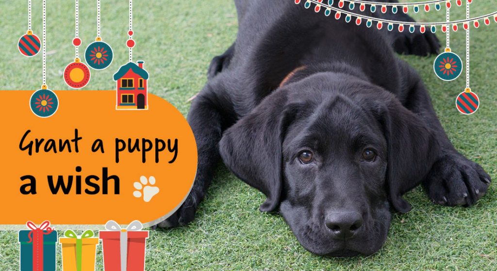 Black labrador puppy looks at the camera. Christmas decorations are around and text reads: Sign up for Pawprints E-news - sign up now