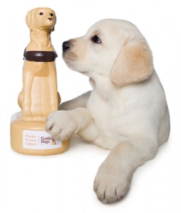 Yellow labrador puppy with Mini Collection Dog