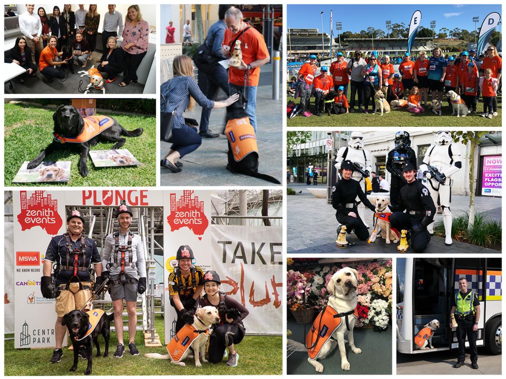 Meet The Ambassador Dogs! Guide Dogs WA