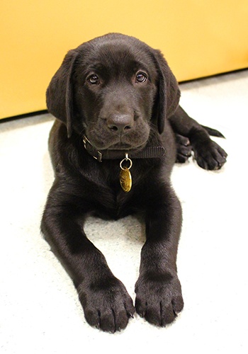 Guide Dog Winston as a puppy