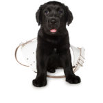 Black labrador puppy in Guide Dog harness