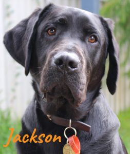 Autism Assistance Dog in training Jackson
