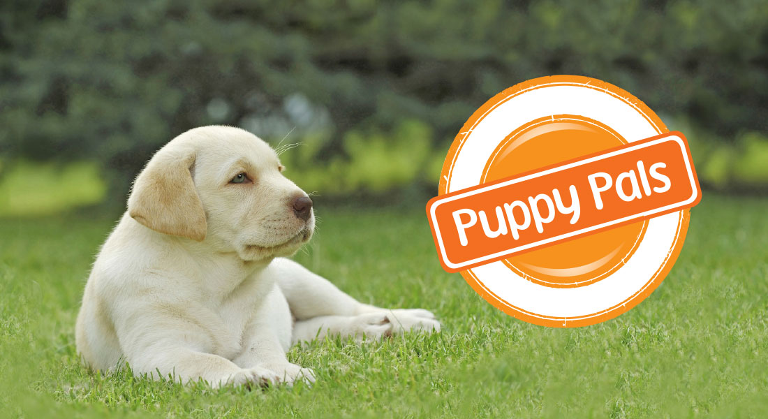 Become A Regular Donor - Join Puppy Pals