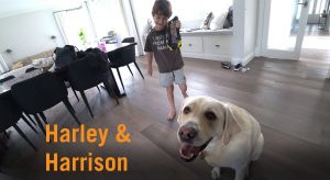 Autism Assistance Dog Harley and Harrison