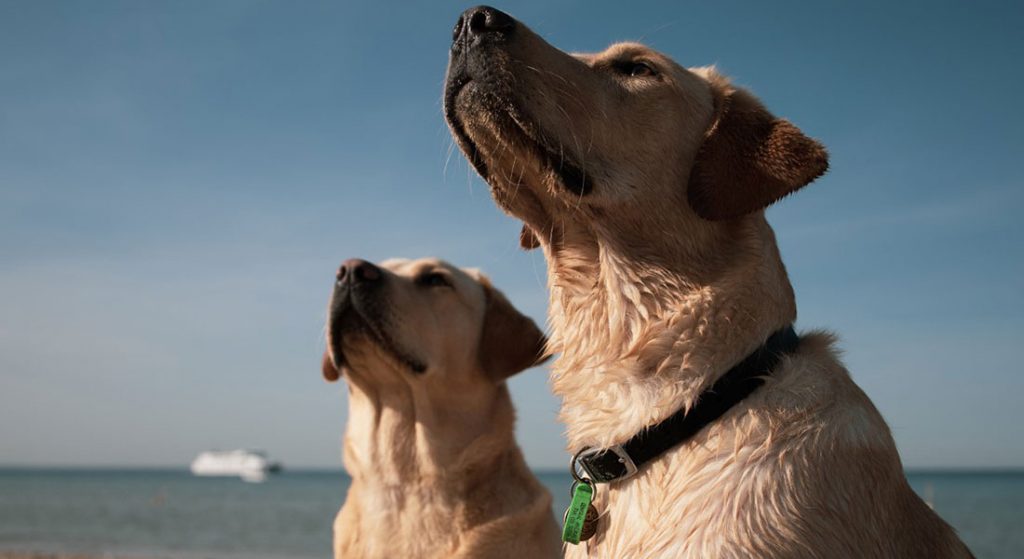Latest News Pet Insurance