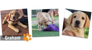 Montage of images of yellow labrador puppy. The word Graham is overlaid on the image