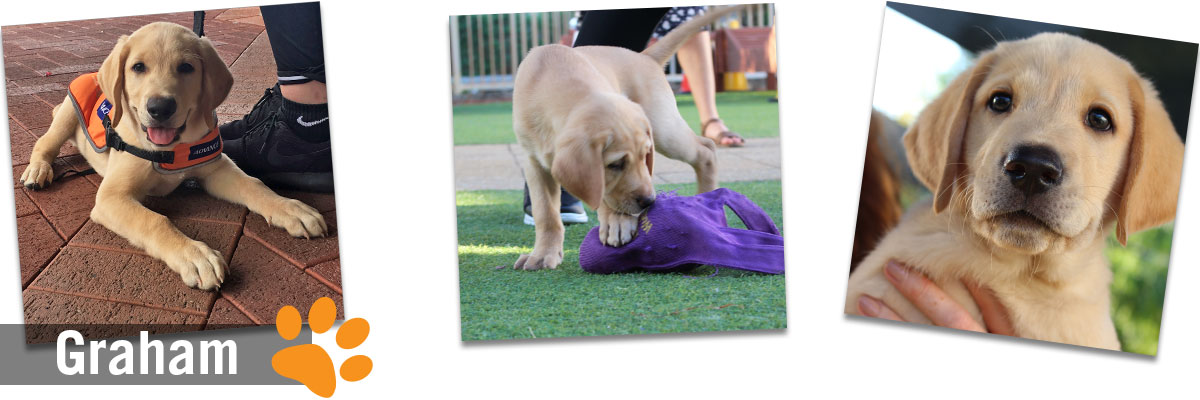 Montage of images of yellow labrador puppy. The word Graham is overlaid on the image Montage of images of yellow labrador puppy. The word Graham is overlaid on the image
