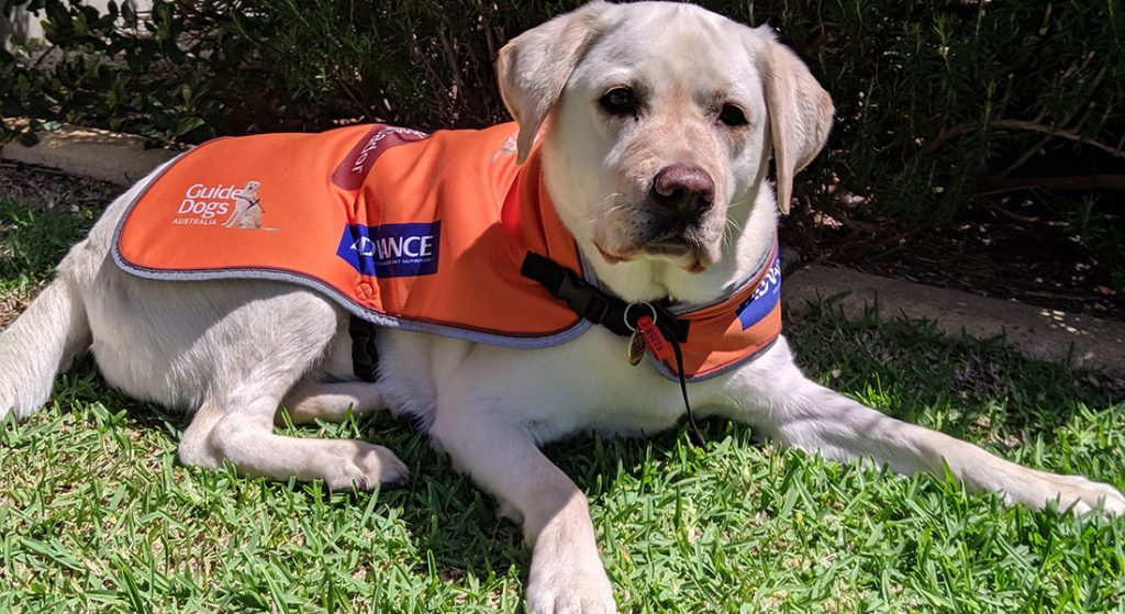 Ambassador Dog Maddy