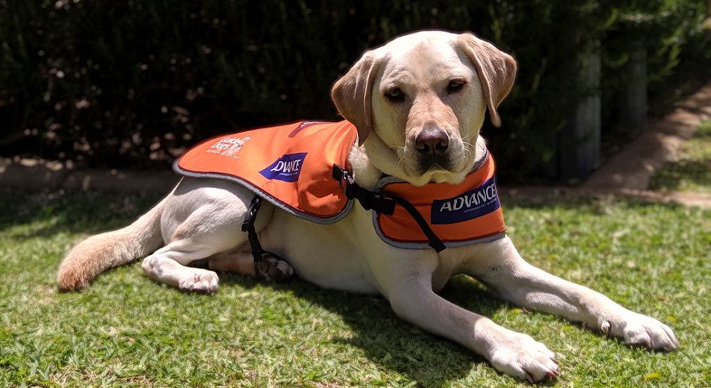 Ambassador Dog Annie