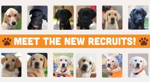 Montage of labrador puppies