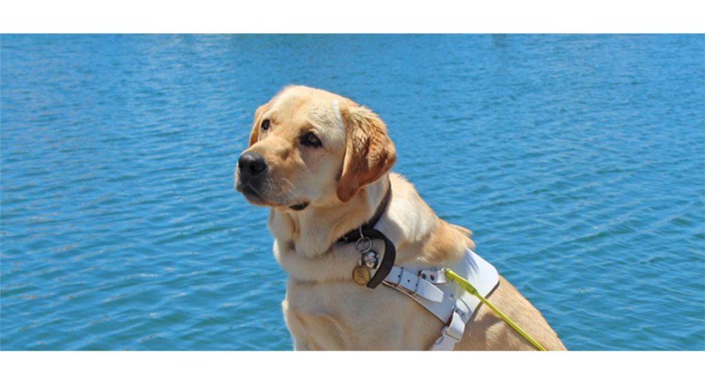 Guide Dog Goldie