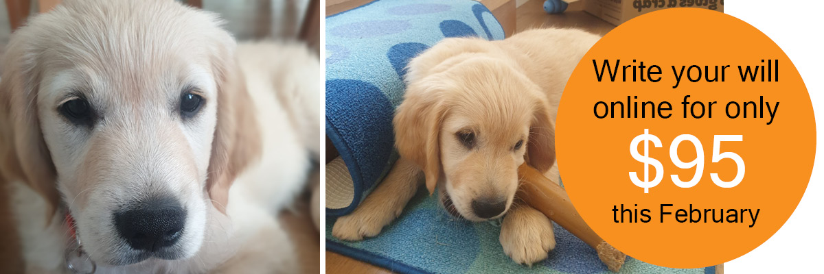 two photos of golden retriever puppy. Text reads; write you will online for only $95 this February.