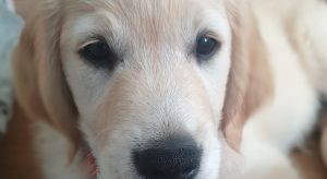Close up of Golden Retriever Puppy Taylor.