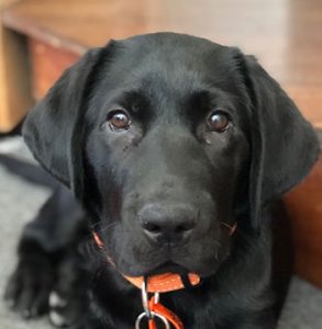 Black labrador puppy Raja