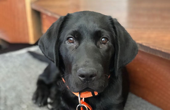 Black labrador puppy Raja