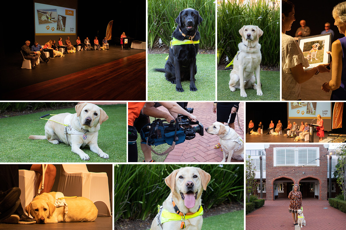 Montage of photos of graduating dogs and handlers at their graduation cerempny