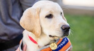 close up yellow lab for website