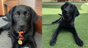 Two black labrador puppies in a down, looking at the camera.