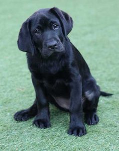 Guide Dog Autumn as a puppy