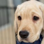 Image of yellow puppy