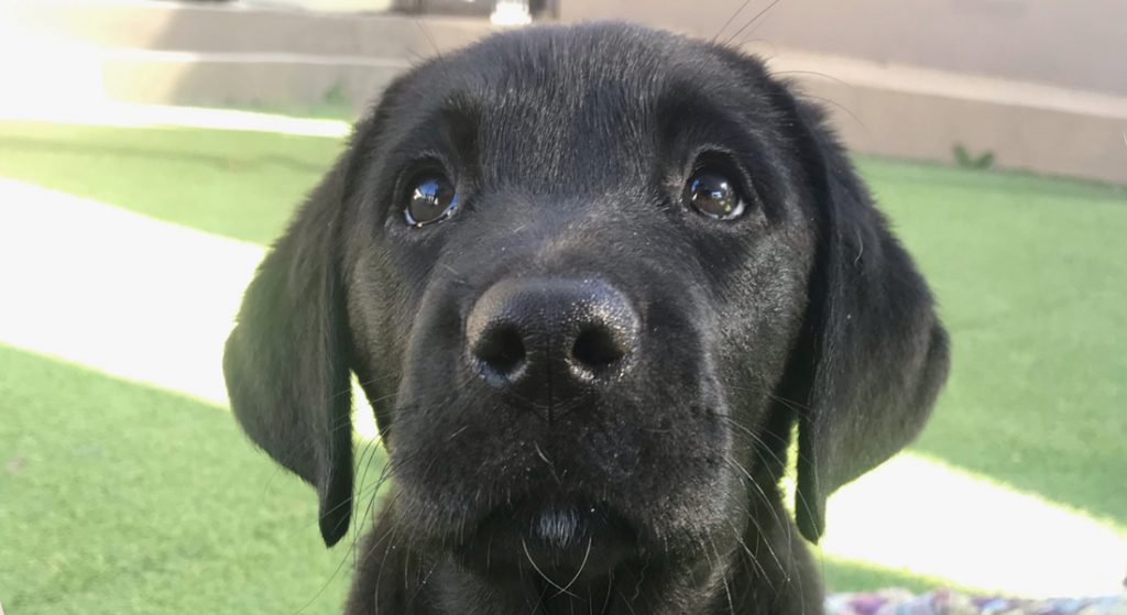Black puppy outside on the grass looking to camera