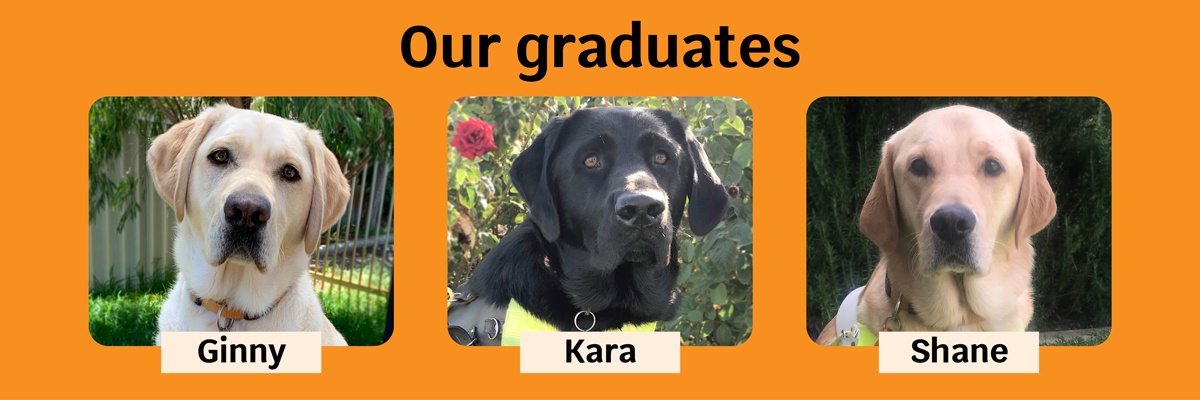 Side by side images of three dogs. Text read: Our graduates. Ginny, Kara and Shane.