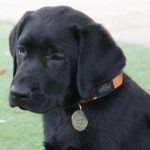 Black puppy sitting on grass.