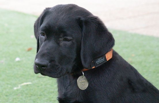 Black puppy sitting on grass.