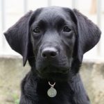 Black puppy sitting on grass.