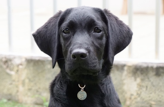 Black puppy sitting on grass.