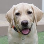 Yellow puppy sitting on grass.