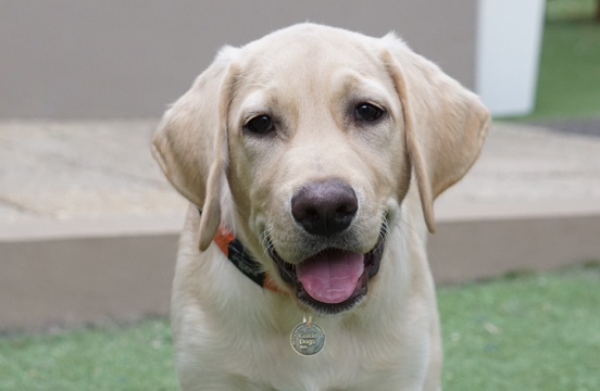 Yellow puppy sitting on grass.