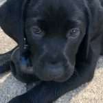 Black puppy on the ground with a toy.