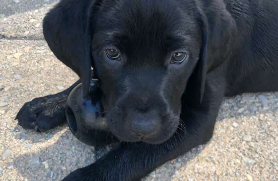 Black puppy on the ground with a toy.