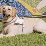 Yellow Labrador in white harness on grass.