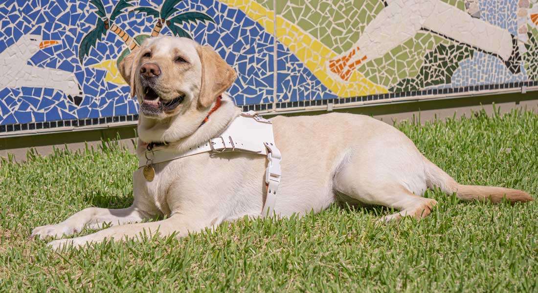 Yellow Labrador in white harness on grass.