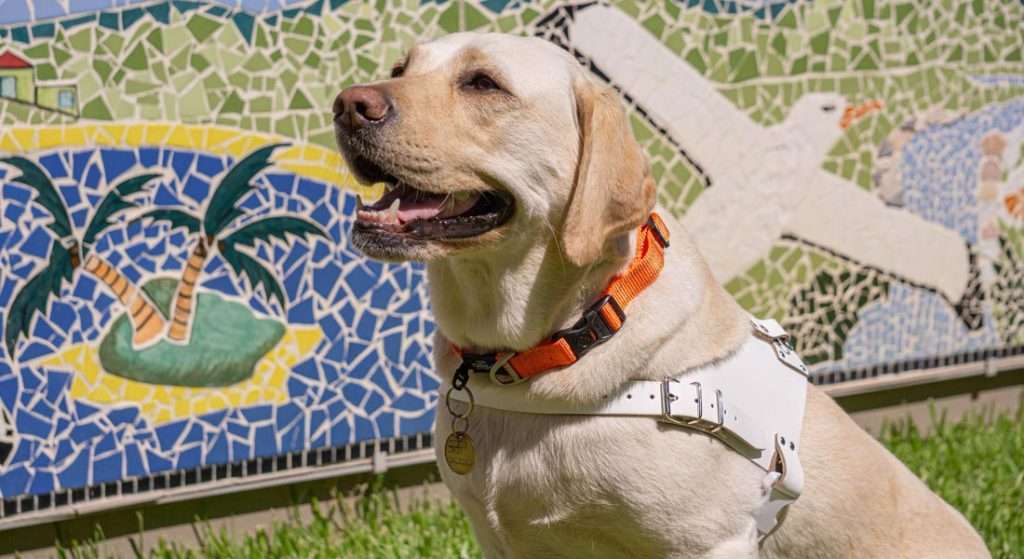 Yellow Labrador in white harness sitting on grass.