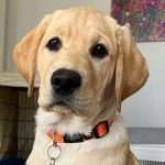 Yellow puppy sitting and looking at camera.