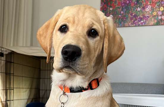 Yellow puppy sitting and looking at camera.