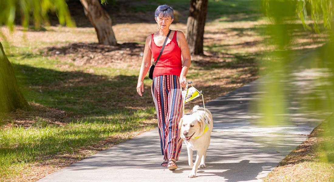 Woman and Guide Dog in harness walking along path.