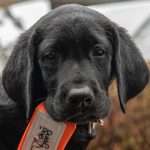 Black Labrador puppy