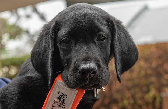 Black Labrador puppy