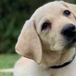 Yellow Labrador Puppy