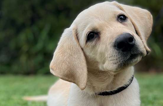 Yellow Labrador Puppy
