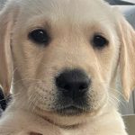 Image of yellow pup being held.