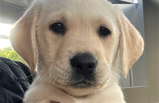 Image of yellow pup being held.